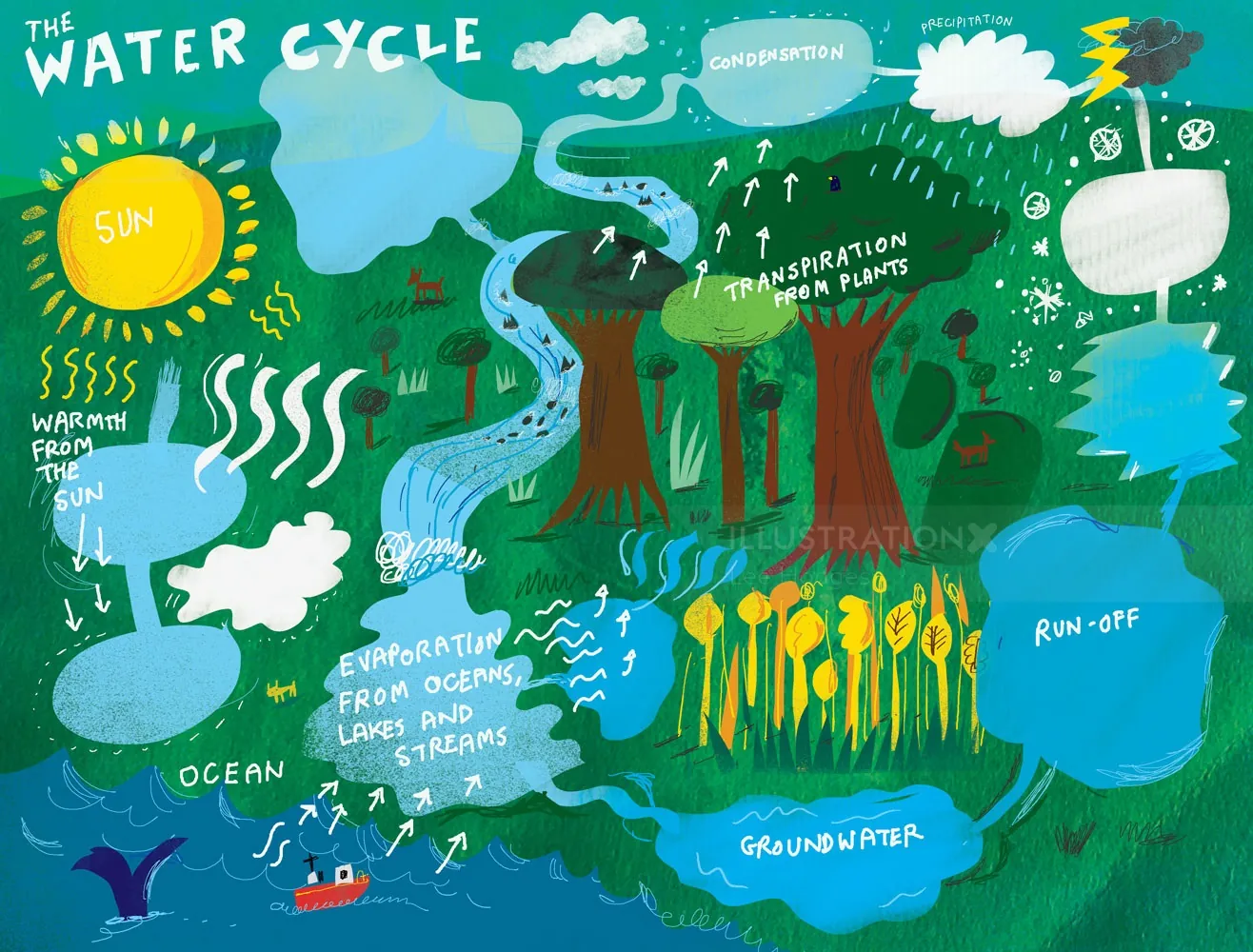 Illustration of the water cycle with sun, clouds, forest, and water bodies