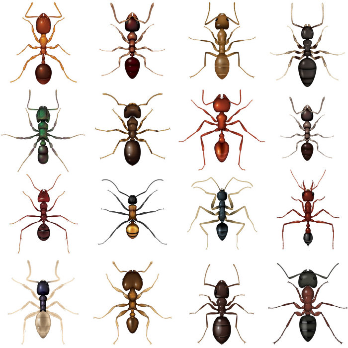 Ilustración de hormigas