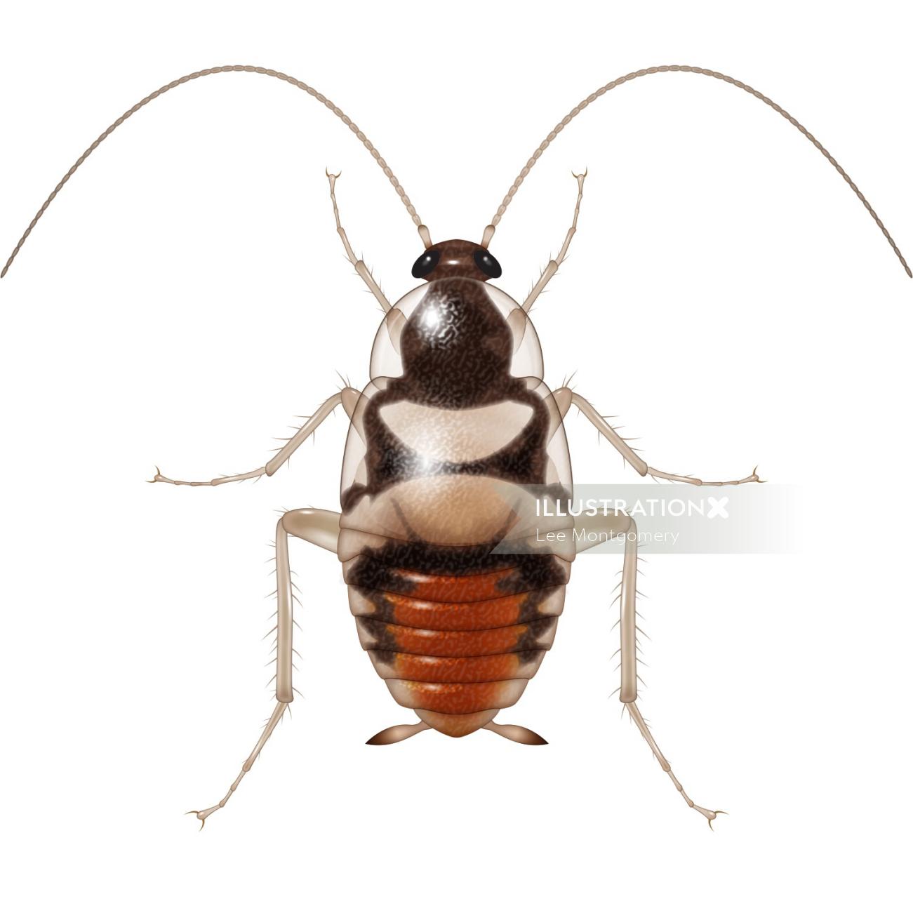 Illustration of young cockroach