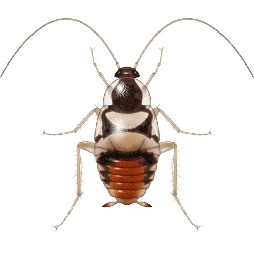 Illustration of young cockroach
