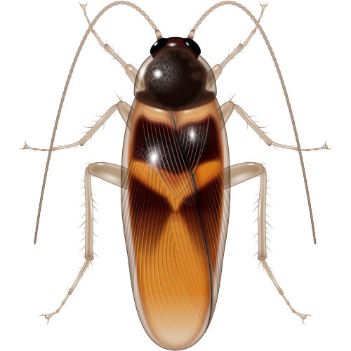 Illustration of Adult cockroach