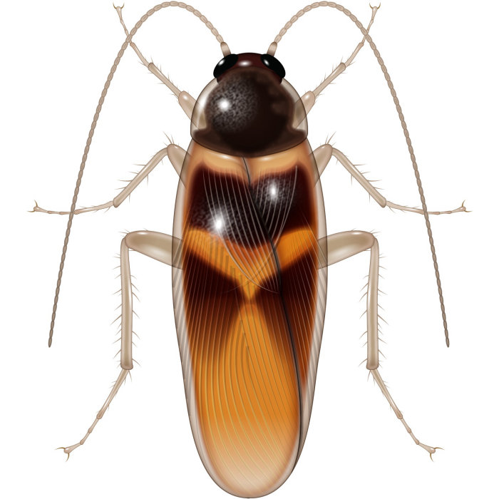 Ilustración de cucaracha adulta