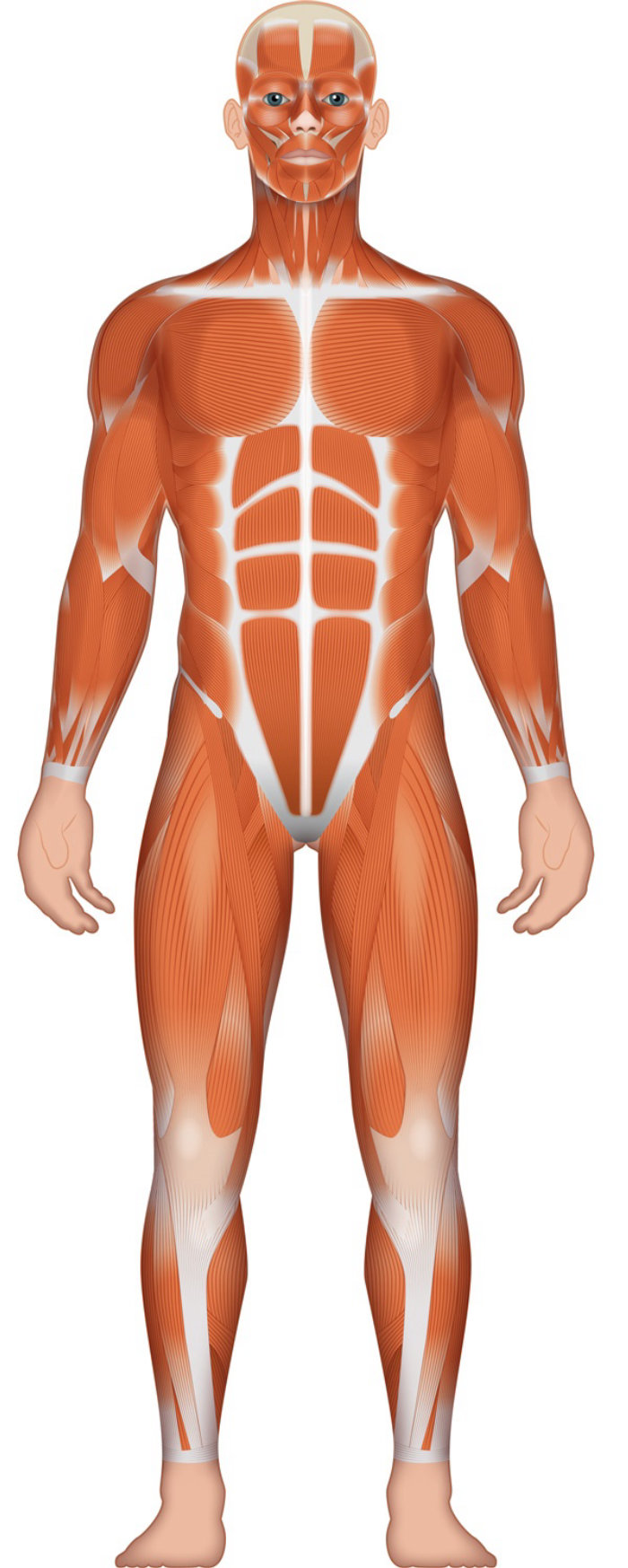 Ilustración de musculatura