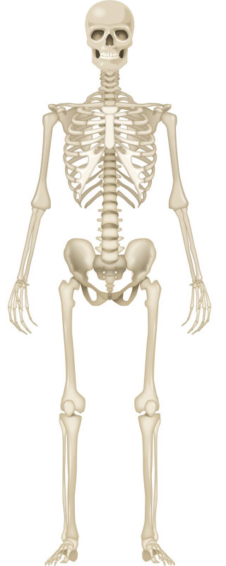 Ilustração do esqueleto humano