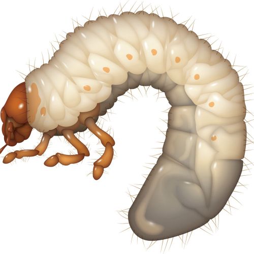 Illustration of White Grub