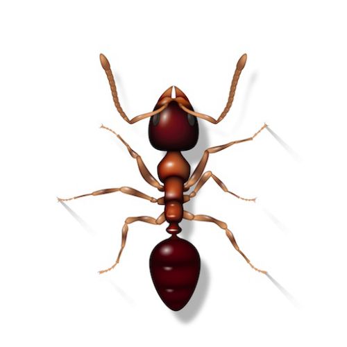 Animation of Ant