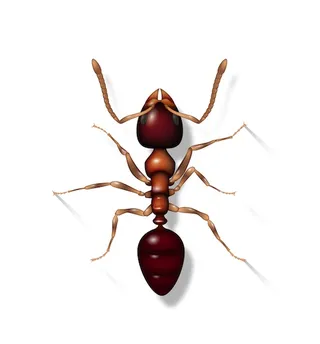 Animation of Ant