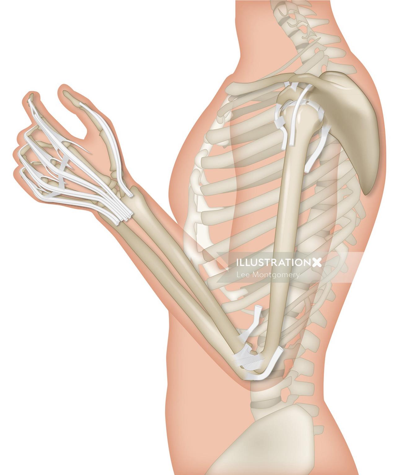 Anatomía de la mano ilustración educativa