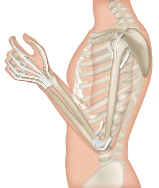 Anatomy of hand educational illustration