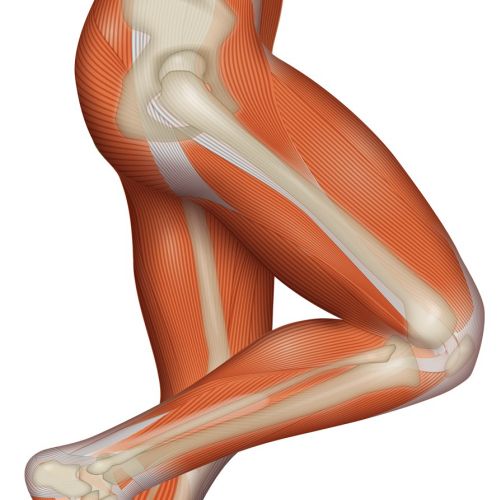 Human legs medical illustration