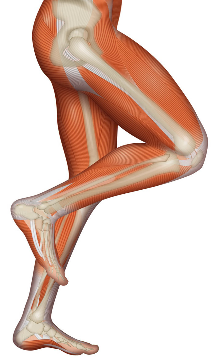 Ilustración médica de piernas humanas