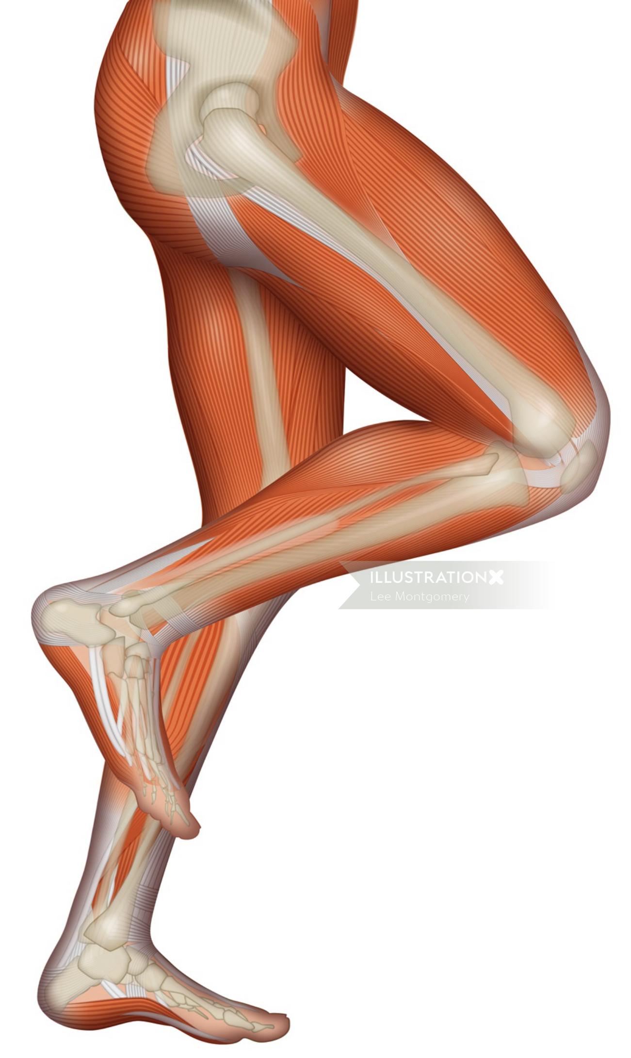 Ilustración médica de piernas humanas