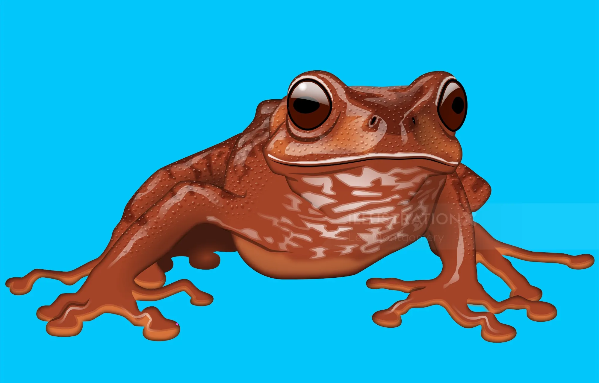 Illustration of a brown tropical frog against a blue background by Lee Montgomery