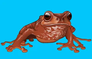 Illustration of a brown tropical frog against a blue background by Lee Montgomery