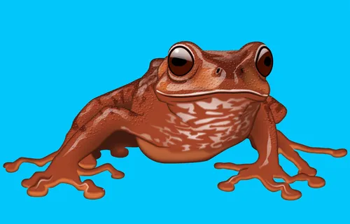 Illustration of a brown tropical frog against a blue background by Lee Montgomery