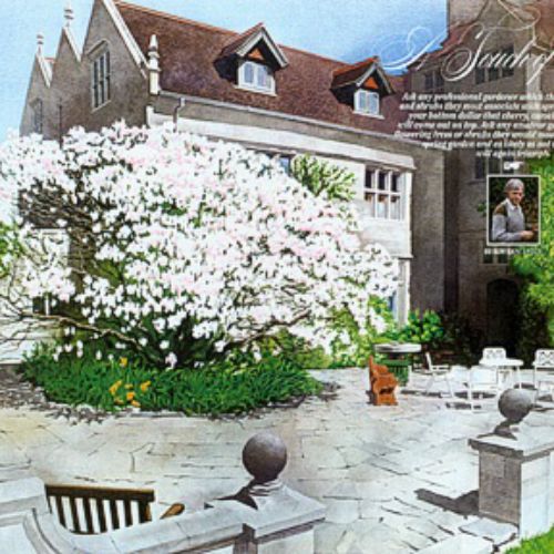 Illustration of Magnolia House with blooming magnolia tree by Lee Montgomery