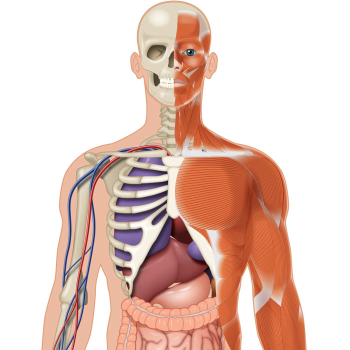 Illustration of human body