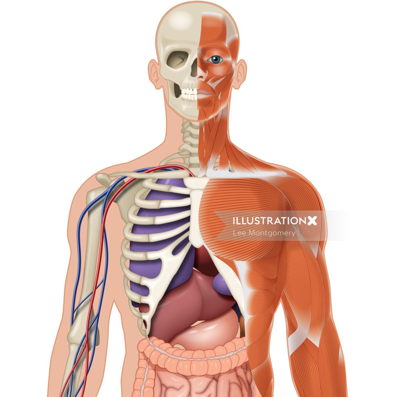 Anatomy Illustration By Lee Montgomery