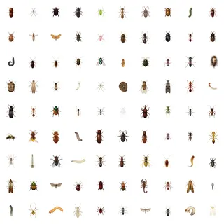 Insects