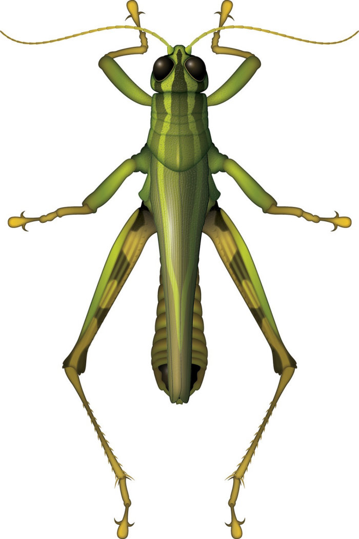 Illustration of Grasshopper
