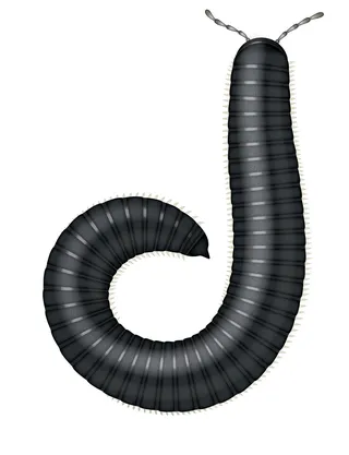 Animals Millipede
