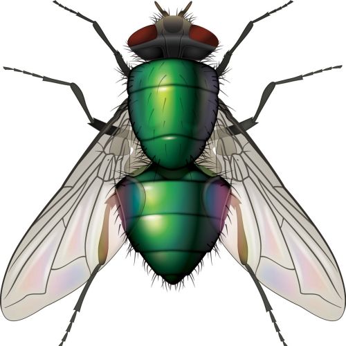 Illustration of Greenbottle fly