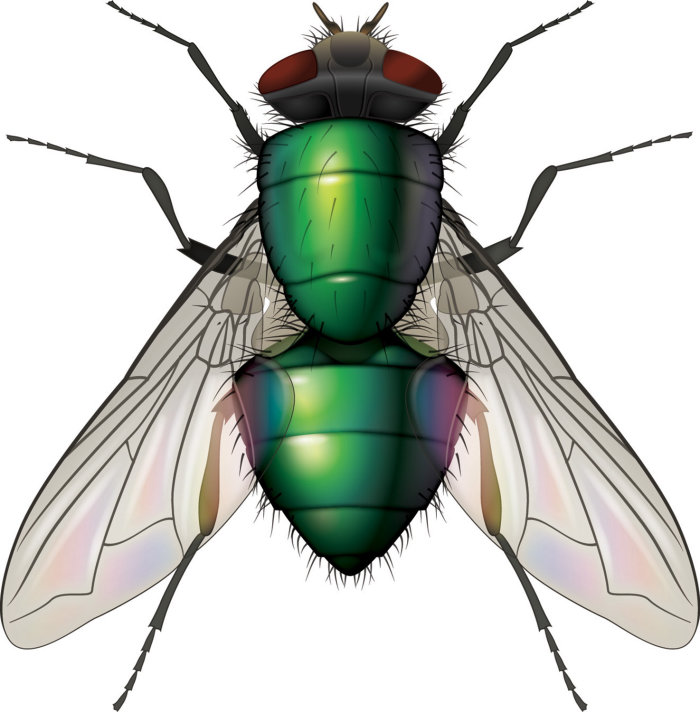 Ilustración de la mosca Greenbottle