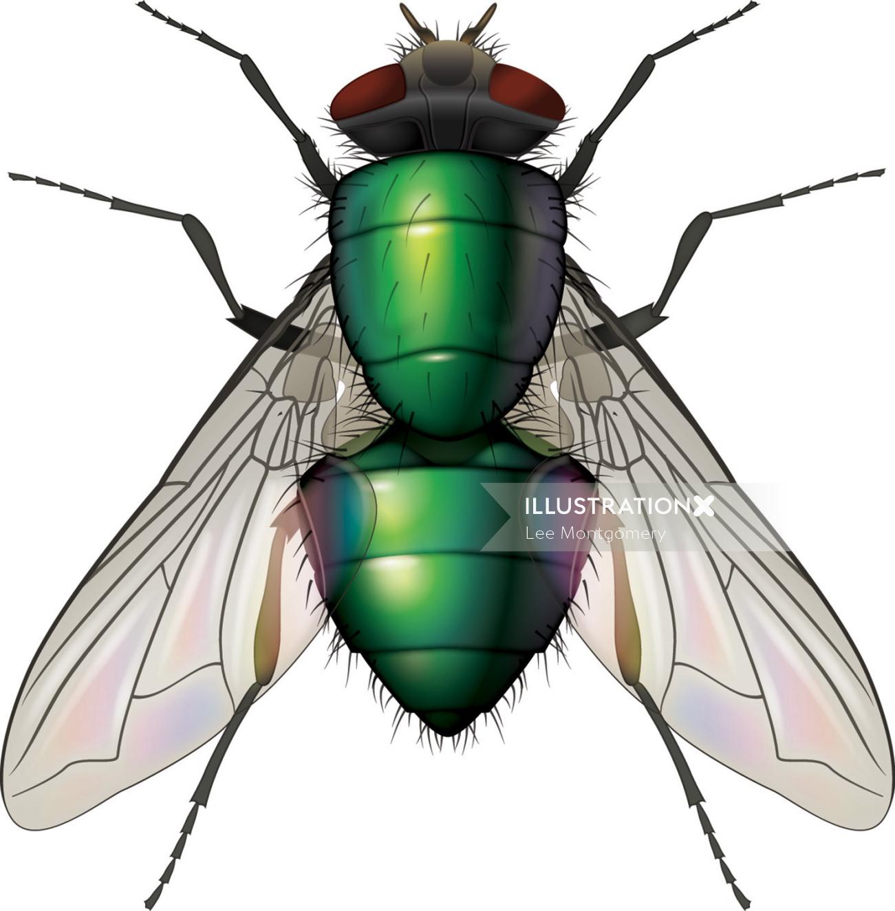 Ilustración de la mosca Greenbottle
