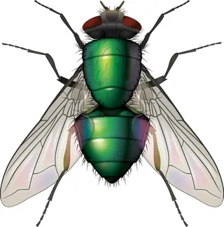 Illustration of Greenbottle fly