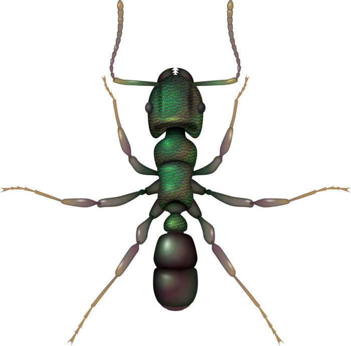 Hormiga cabeza verde animal