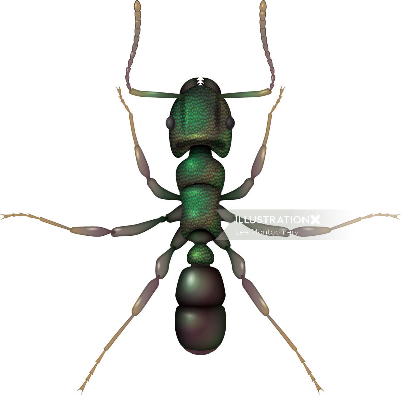 Hormiga cabeza verde animal