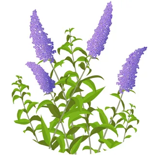 Illustration of Buddleia Icon