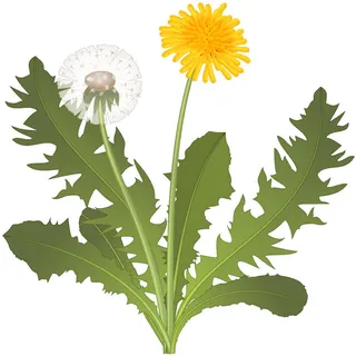 Dandelion flower vector illustration by Lee Montgomery