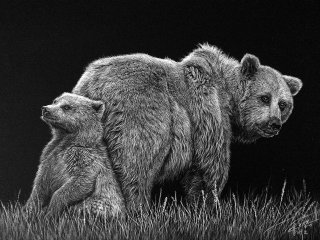 灰熊的动物插图
