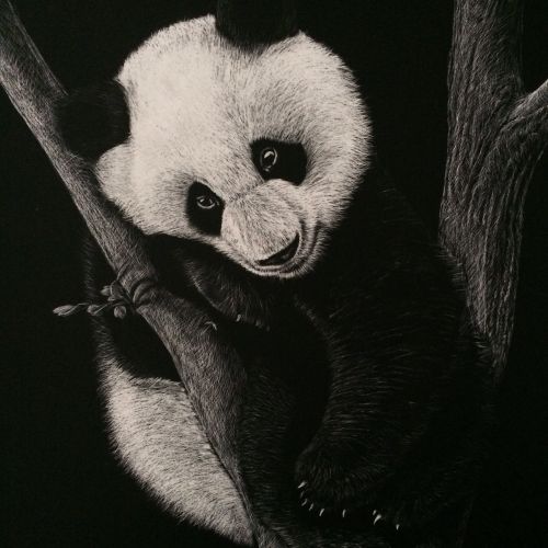 Portrait illustration of pandas 