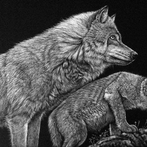 Black and white illustration of wolf love 