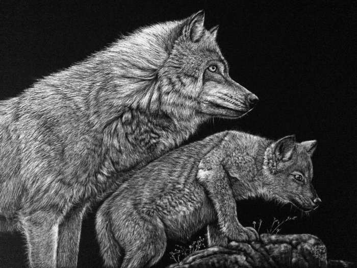 Black and white illustration of wolf love 