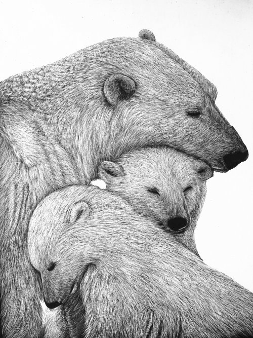 Animal illustration of grizzly bear