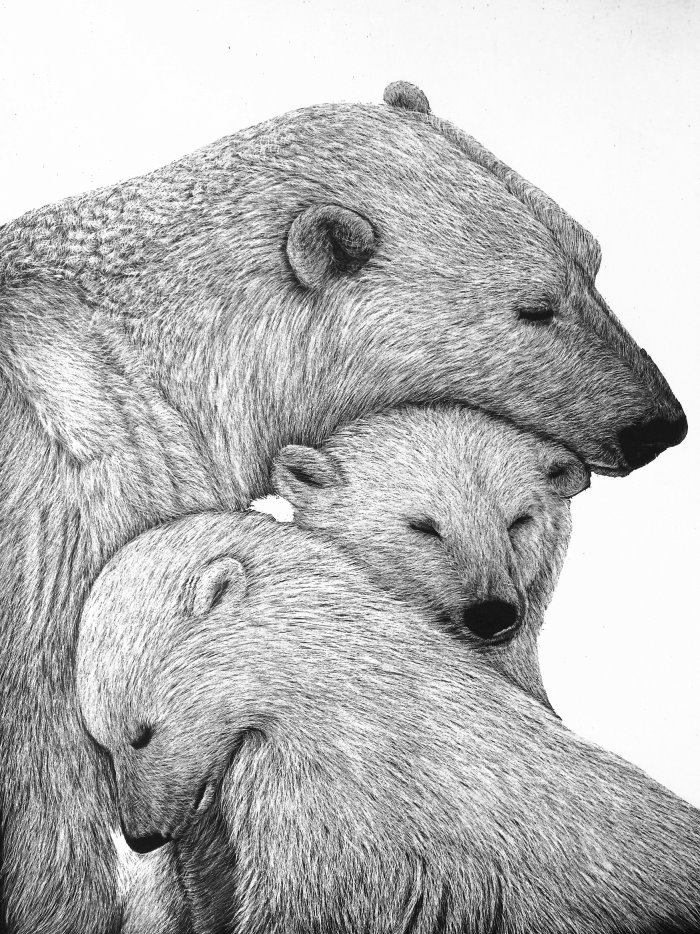Ilustración animal del oso grizzly