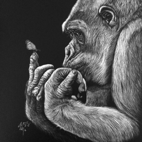 Animal illustration of Gorilla