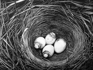 卵と鳥の巣の自然イラスト
