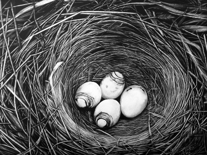 Ilustração da natureza do ninho de pássaros com ovos