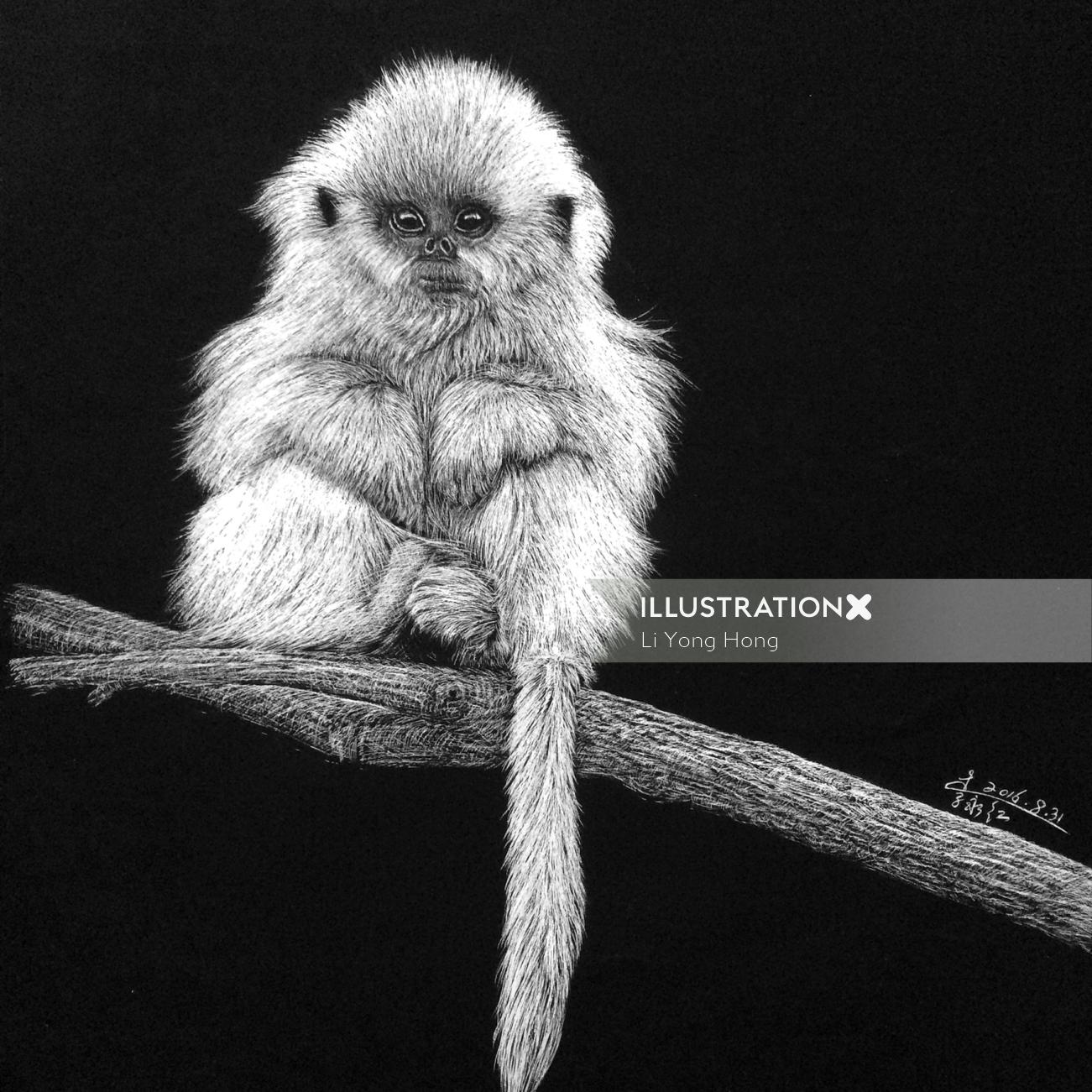 Animal Illustration of Marmoset monkey