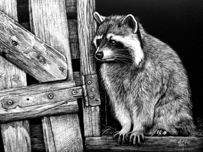 Ilustración animal de mapaches