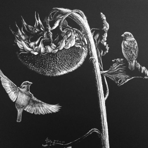 Animal illustration of Hawk Bird 