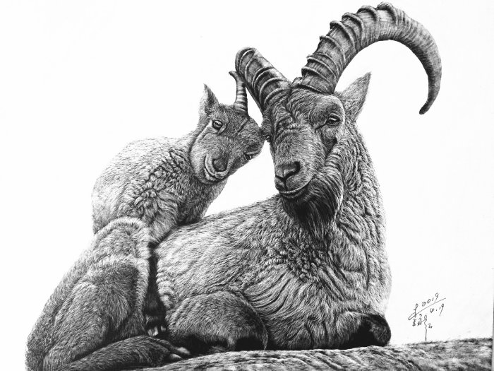 Ilustración de animal de cabra salvaje