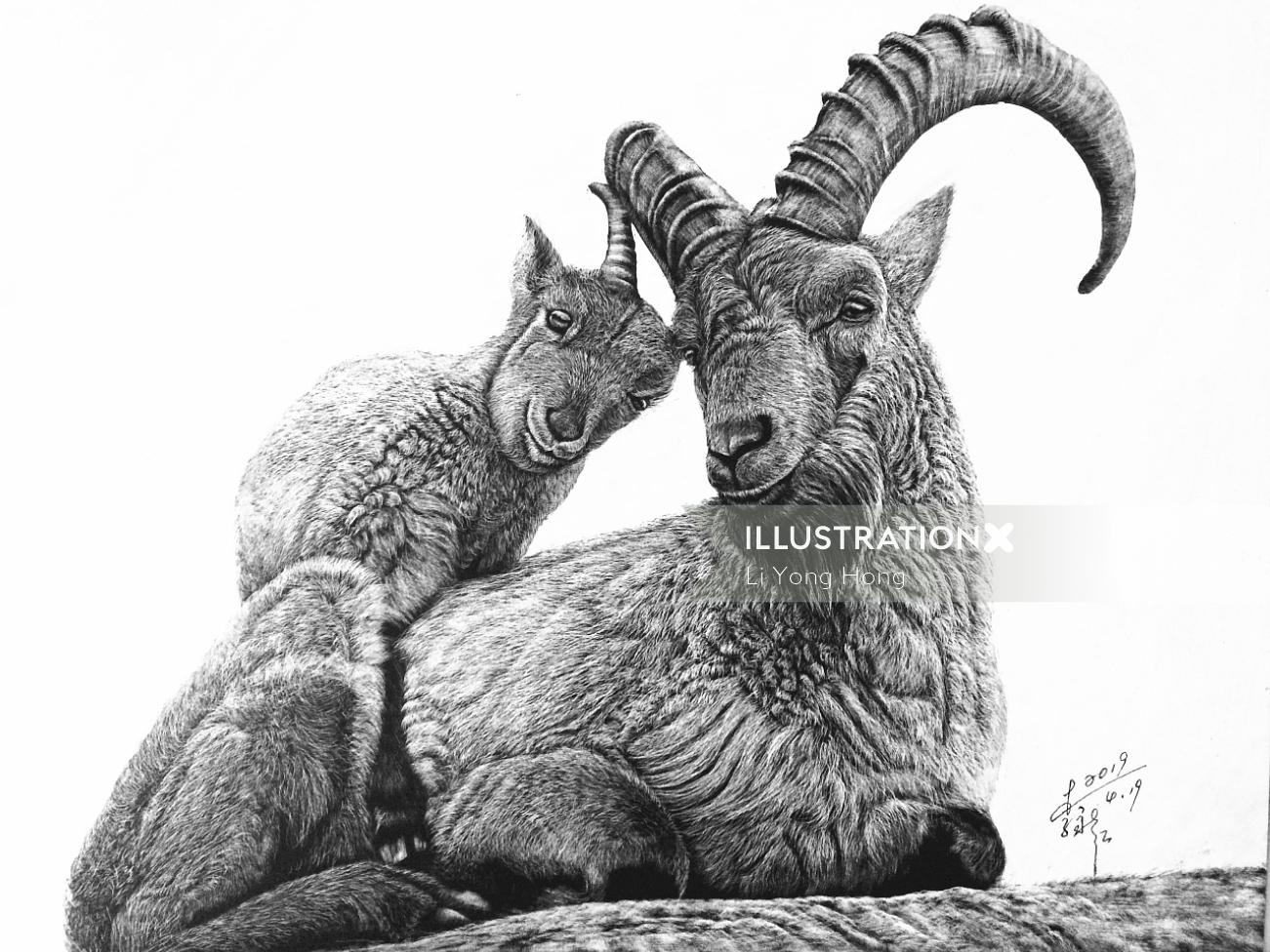 Feral Goat animal illustration 