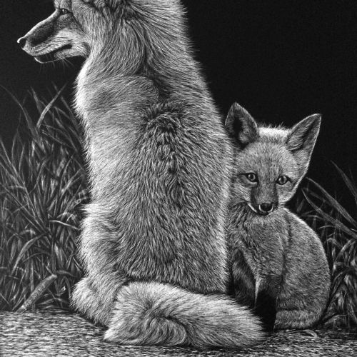 Alaskan tundra wolf animal illustration 