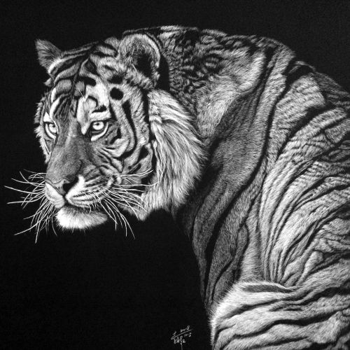 Black and white portrait of tiger