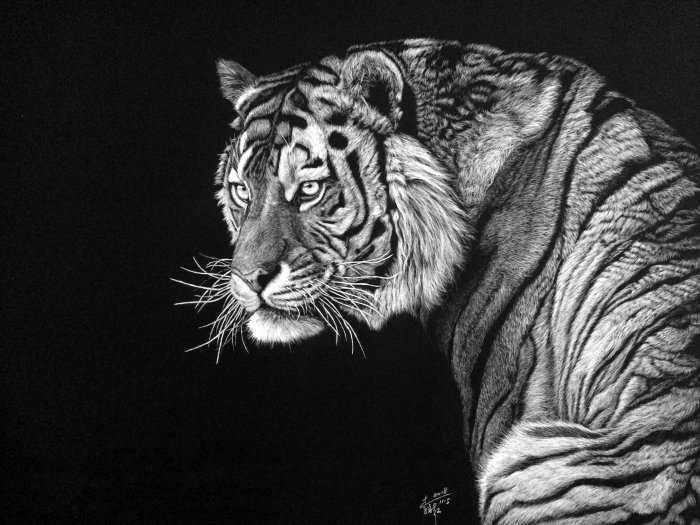 Black and white portrait of tiger